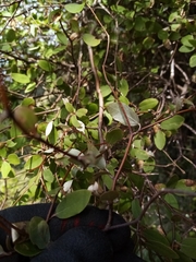 Olearia fragrantissima