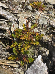 Anisotome flexuosa