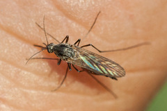 Ochlerotatus