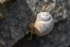 Helix cincta