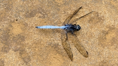 Orthetrum