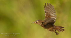 Troglodytes aedon