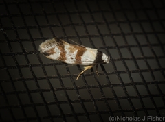 Isomoralla gephyrota