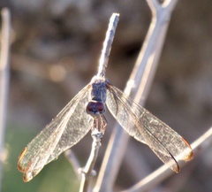 Dythemis nigrescens