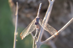 Dythemis nigrescens