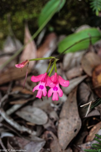 Cynorkis gibbosa image