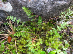 Chaerophyllum colensoi