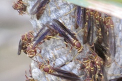 Polistes arizonensis