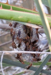 Polistes arizonensis