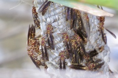 Polistes arizonensis