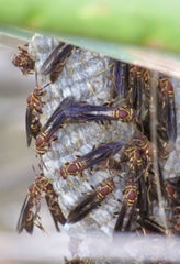 Polistes arizonensis