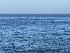 Megaptera novaeangliae