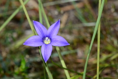 Wahlenbergia gymnoclada