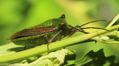 Acrocorisellus serraticollis