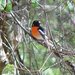 Western Scarlet Robin - Photo (c) Loxley Fedec, some rights reserved (CC BY-NC), uploaded by Loxley Fedec