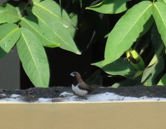 Lonchura leucogastroides