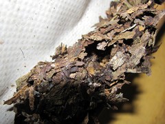 Eufriesea mexicana