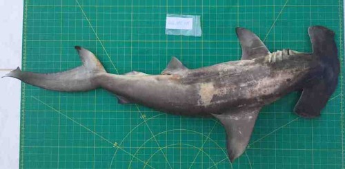 Scalloped Hammerhead