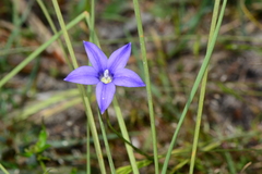 Wahlenbergia gymnoclada