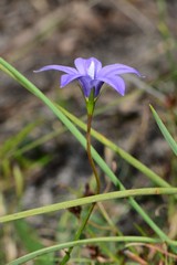 Wahlenbergia gymnoclada