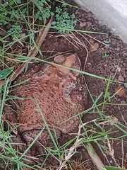 Duttaphrynus melanostictus