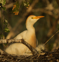 Bubulcus ibis