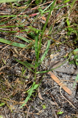 Wahlenbergia gymnoclada