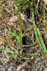 Wahlenbergia gymnoclada