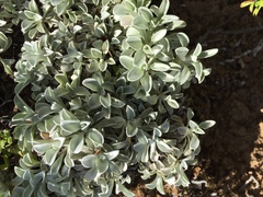 Helichrysum argyrophyllum