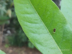 Oplodontha rubrithorax