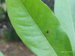 Oplodontha rubrithorax