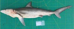 Carcharhinus macloti
