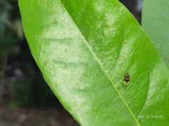Oplodontha rubrithorax