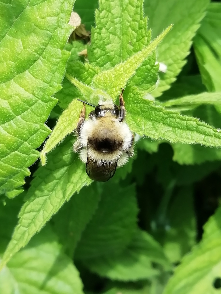 Bombus veteranus