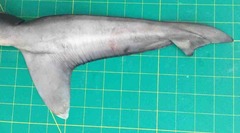 Carcharhinus macloti