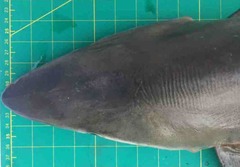 Carcharhinus macloti