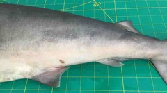 Carcharhinus macloti