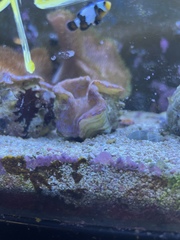 Tridacna derasa