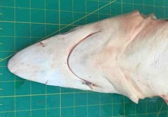 Carcharhinus macloti