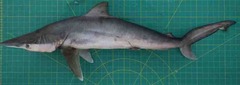 Carcharhinus macloti