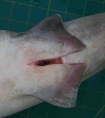 Carcharhinus macloti