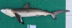 Carcharhinus sorrah