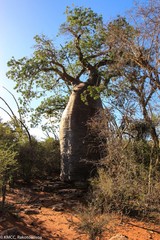 Adansonia rubrostipa