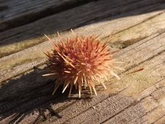 Strongylocentrotidae