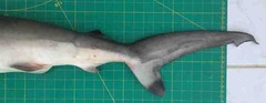 Carcharhinus sorrah