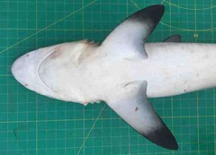 Carcharhinus sorrah