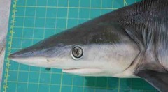 Carcharhinus sorrah