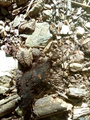 Canis lupus italicus