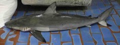 Carcharhinus sorrah