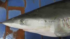 Carcharhinus sorrah